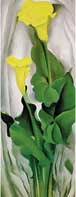 Yellow Calla Green Leaves